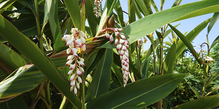 Colonia Alpinia zerumbet